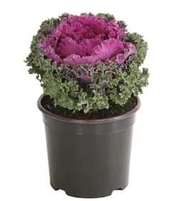 Zierkohl