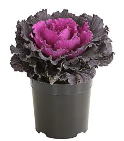 Zierkohl