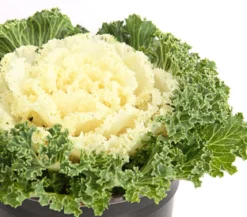 Zierkohl