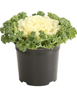 Zierkohl