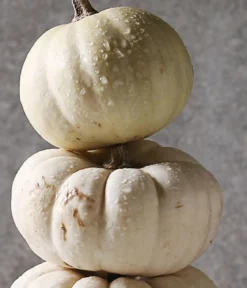 Zierkürbis 'Baby Boo', ca. Ø10 cm, 10er-Set