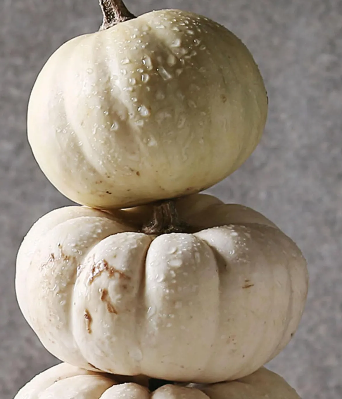 Zierkürbis 'Baby Boo', ca. Ø10 cm, 10er-Set