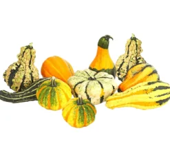 Zierkürbis-Set, ca. Ø8-11 cm, verschiedene Sorten, 10-teilig