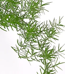Zierspargel - Asparagus densiflorus 'Sprengeri'