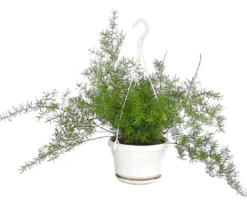 Zierspargel - Asparagus densiflorus 'Sprengeri'