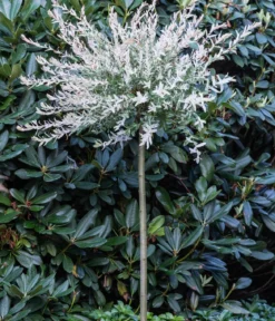 Zierweide 'Hakuro Nishiki'