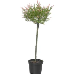 Zierweide 'Hakuro Nishiki'