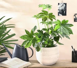 Zimmeraralie - Fatsia japonica