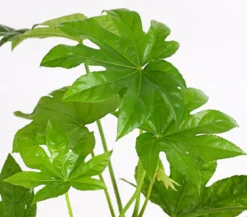 Zimmeraralie - Fatsia japonica