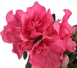 Zimmerazalee - Rhododendron simsii, Stämmchen, verschiedene Farben