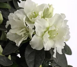 Zimmerazalee - Rhododendron simsii, Stämmchen, verschiedene Farben
