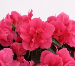 Zimmerazalee - Rhododendron simsii 'Remembrance'