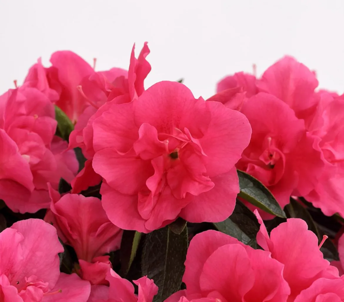 Zimmerazalee - Rhododendron simsii 'Remembrance'