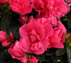 Zimmerazalee - Rhododendron simsii 'Remembrance'