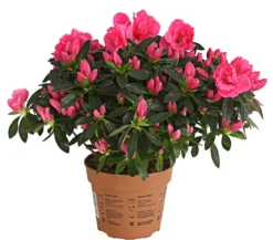 Zimmerazalee - Rhododendron simsii 'Remembrance'