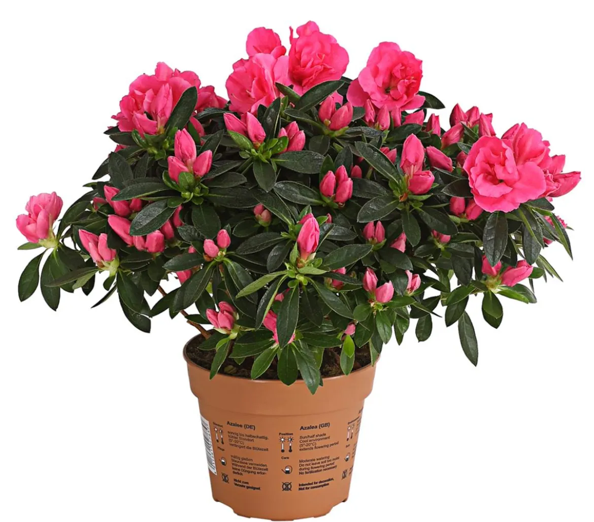 Zimmerazalee - Rhododendron simsii 'Remembrance'