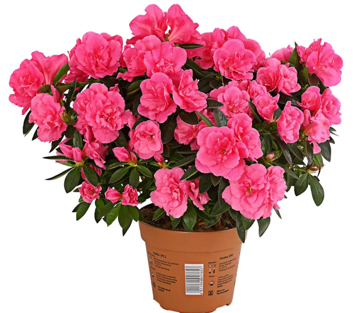 Zimmerazalee - Rhododendron simsii 'Remembrance'
