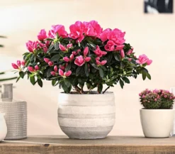 Zimmerazalee - Rhododendron simsii 'Remembrance'