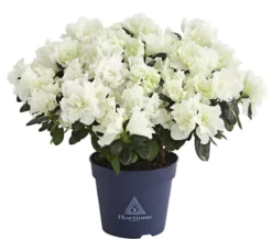 Zimmerazalee - Rhododendron simsii 'Christine Belli'