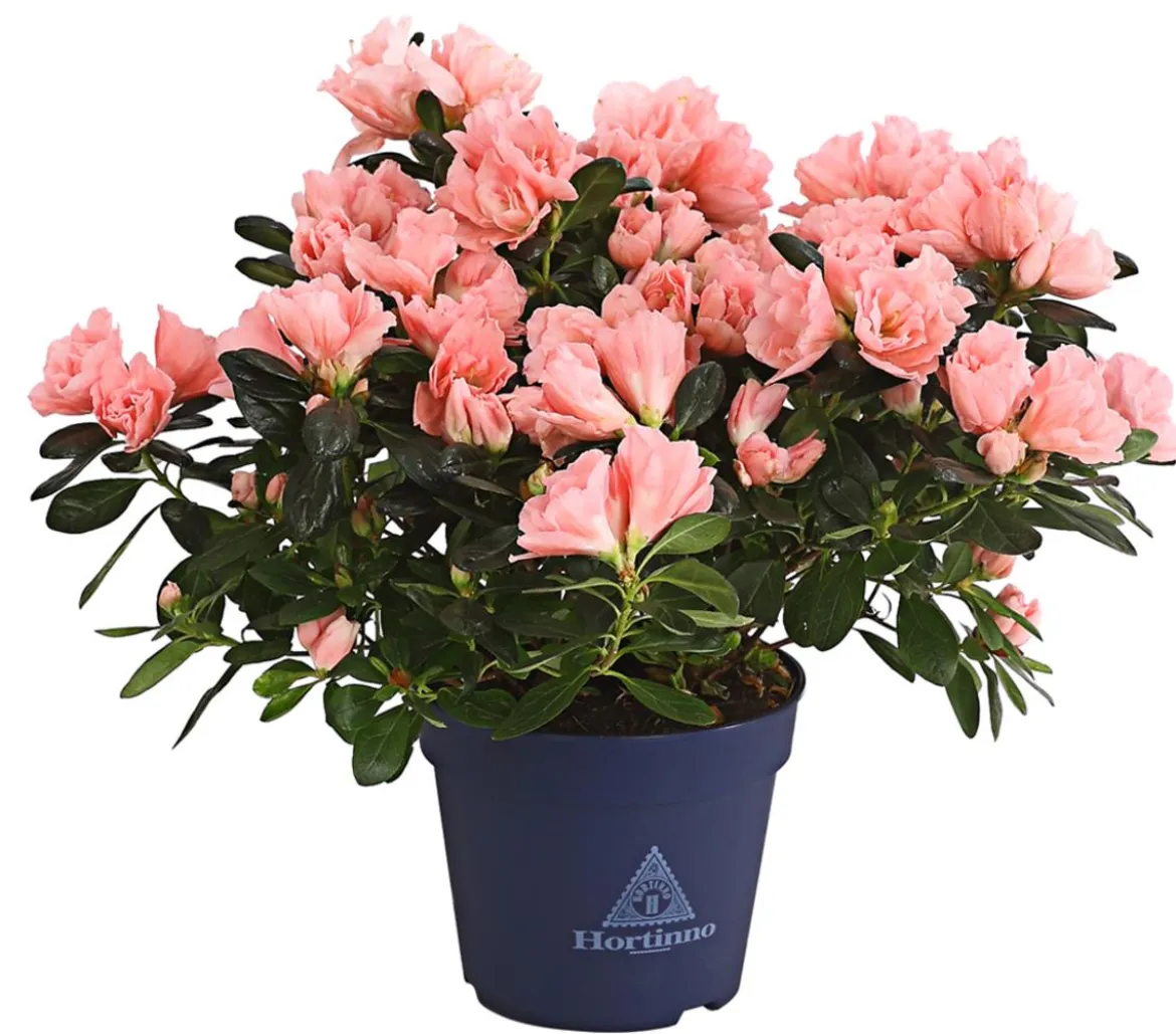 Zimmerazalee - Rhododendron simsii 'Christine®Matton'