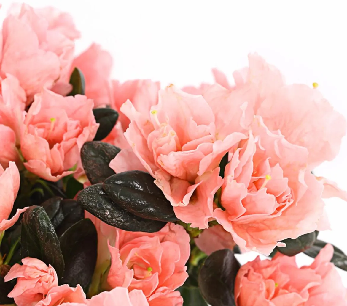 Zimmerazalee - Rhododendron simsii 'Christine®Matton'