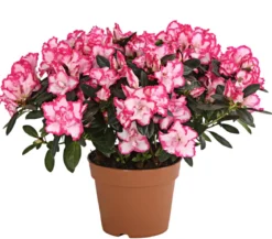 Zimmerazalee - Rhododendron simsii, zweifarbig