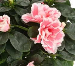 Zimmerazalee - Rhododendron simsii, zweifarbig