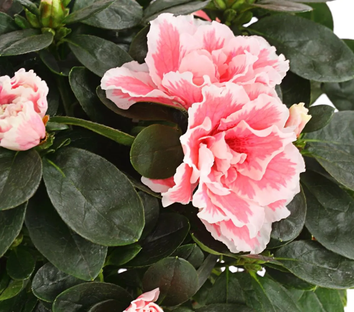 Zimmerazalee - Rhododendron simsii, zweifarbig