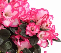 Zimmerazalee - Rhododendron simsii, zweifarbig