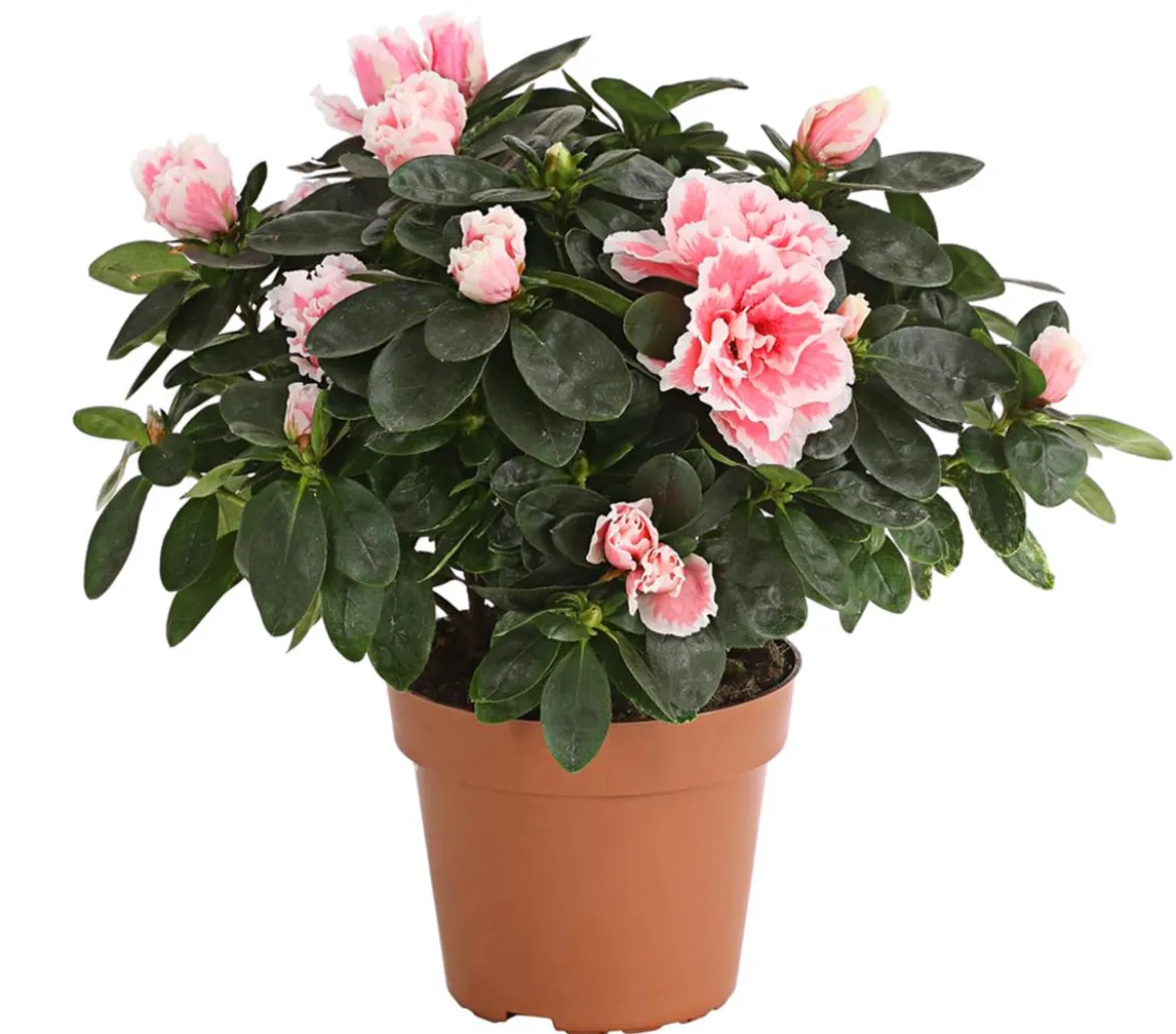 Zimmerazalee - Rhododendron simsii, zweifarbig