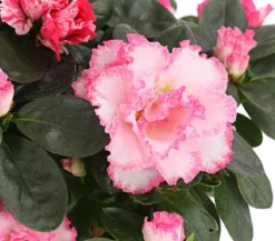 Zimmerazalee - Rhododendron simsii, zweifarbig