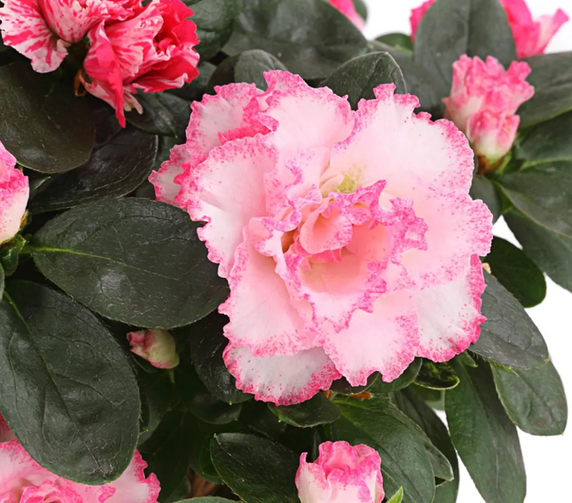 Zimmerazalee - Rhododendron simsii, zweifarbig