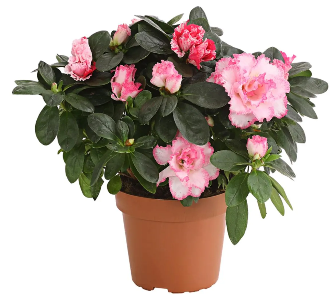 Zimmerazalee - Rhododendron simsii, zweifarbig