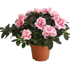 Zimmerazalee - Rhododendron simsii, zweifarbig