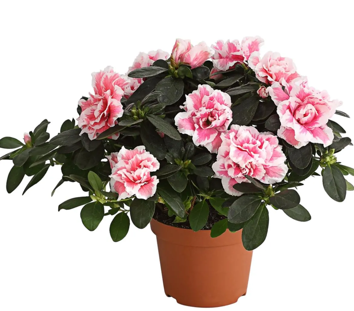 Zimmerazalee - Rhododendron simsii, zweifarbig