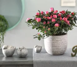 Zimmerazalee - Rhododendron simsii 'Scherrer'