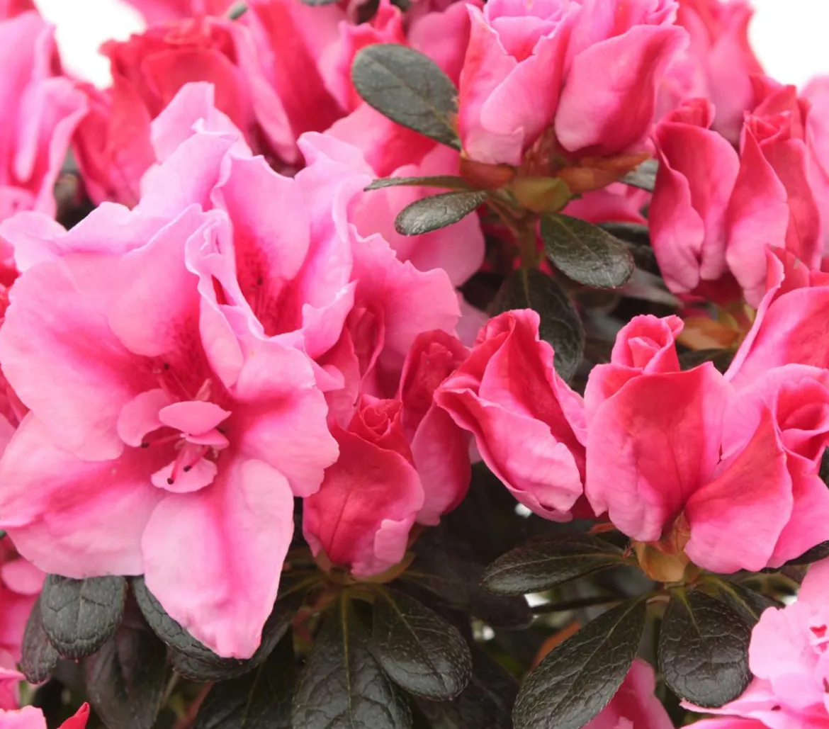 Zimmerazalee - Rhododendron simsii 'Scherrer'