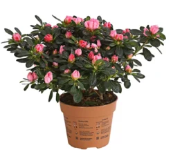 Zimmerazalee - Rhododendron simsii 'Scherrer'