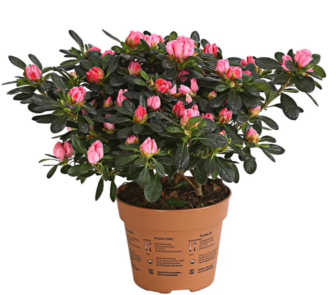 Zimmerazalee - Rhododendron simsii 'Scherrer'