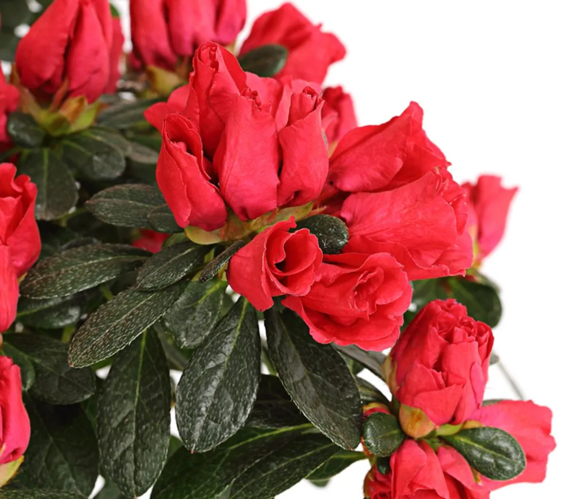 Zimmerazalee - Rhododendron simsii