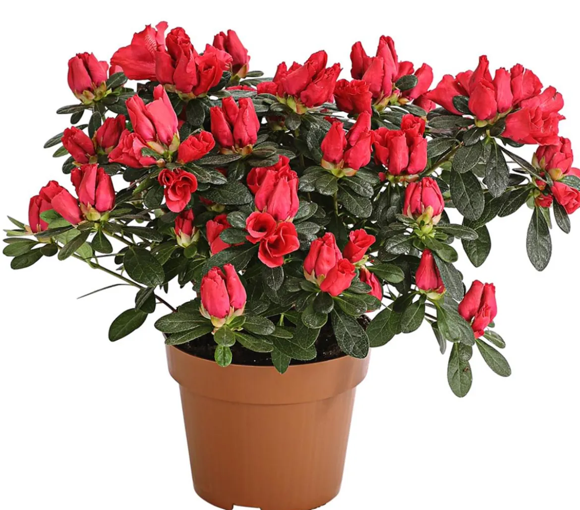 Zimmerazalee - Rhododendron simsii