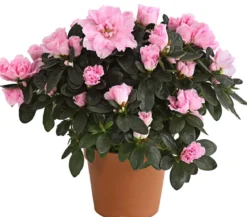Zimmerazalee - Rhododendron simsii