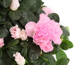 Zimmerazalee - Rhododendron simsii
