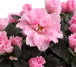Zimmerazalee - Rhododendron simsii