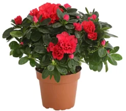 Zimmerazalee - Rhododendron simsii