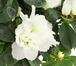 Zimmerazalee - Rhododendron simsii