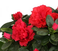 Zimmerazalee - Rhododendron simsii