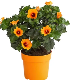 Zimmerhibiskus - Hibiscus rosa-sinensis 'HibisQs® Petit Orange'
