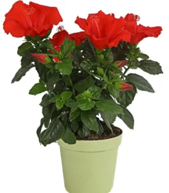 Zimmerhibiskus - Hibiscus rosa-sinensis, verschiedene Farben