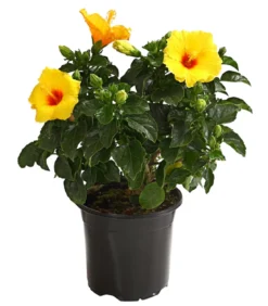Zimmerhibiskus - Hibiscus rosa-sinensis, verschiedene Farben